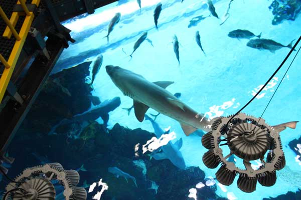 Take a Tour of the Shark Tank at Golden Nugget Las Vegas 5 Shark Tank Tour 3