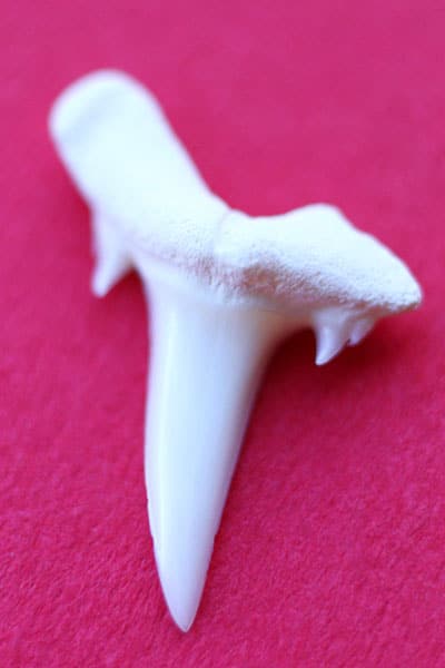 Take a Tour of the Shark Tank at Golden Nugget Las Vegas 7 Shark Tooth