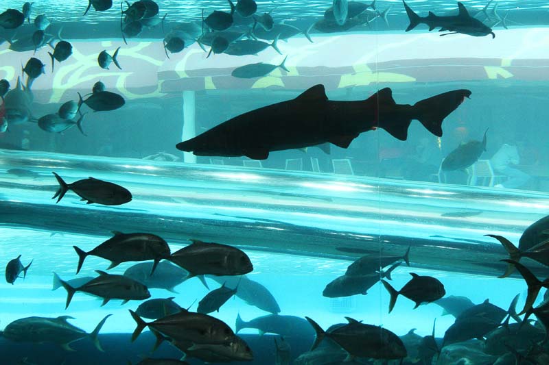 Golden Nugget shark tank