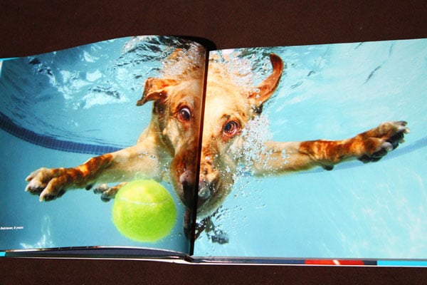 Uderwater Dogs Apollo