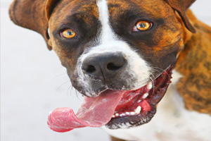 The Animal Foundation Partners With SlotZilla to Help Animals