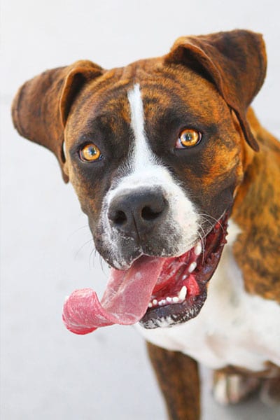 Animal Foundation Pup