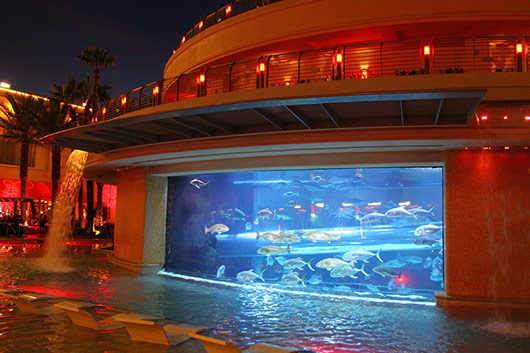 Shark Tank At The Golden Nugget Pool