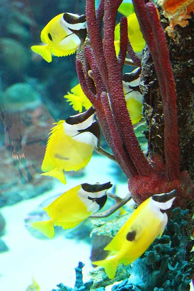 Chart House Fish